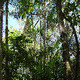 Brazilian Amazon